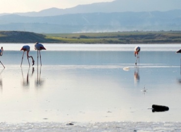 Larnaca Salt Lake: A Natural Paradise for Flamingos and Nature Lovers