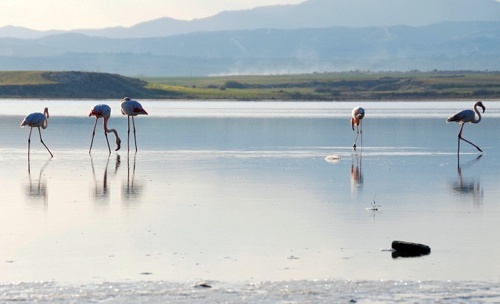 Larnaca Salt Lake: A Natural Paradise for Flamingos and Nature Lovers